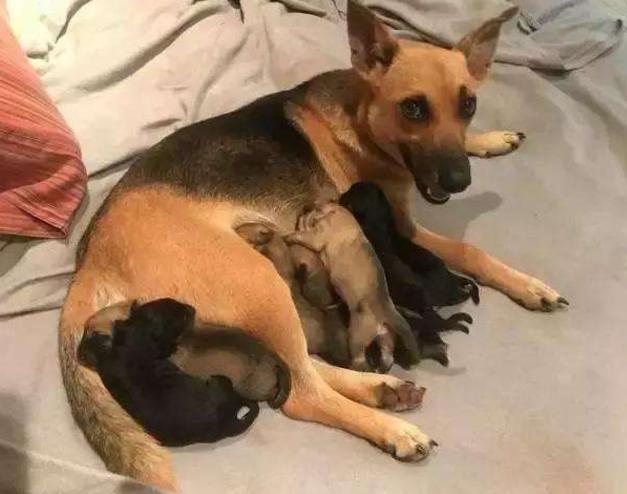 布鲁氏菌病不仅对狗有伤害，还能进入人体，尤其孕期的犬较为危险