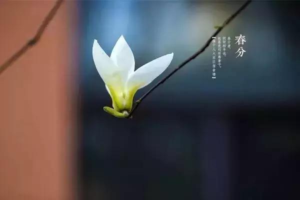 今日春分正是人间好时节,春分小常识每日分享
