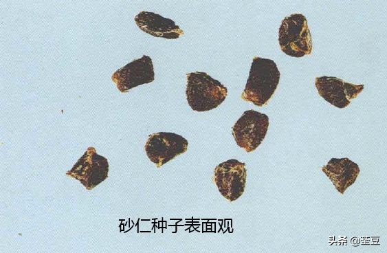 砂仁的好与坏的识别,如何辨别砂仁的真假