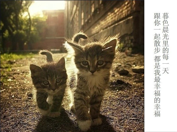 我只想说声爱你,只想再爱你一次