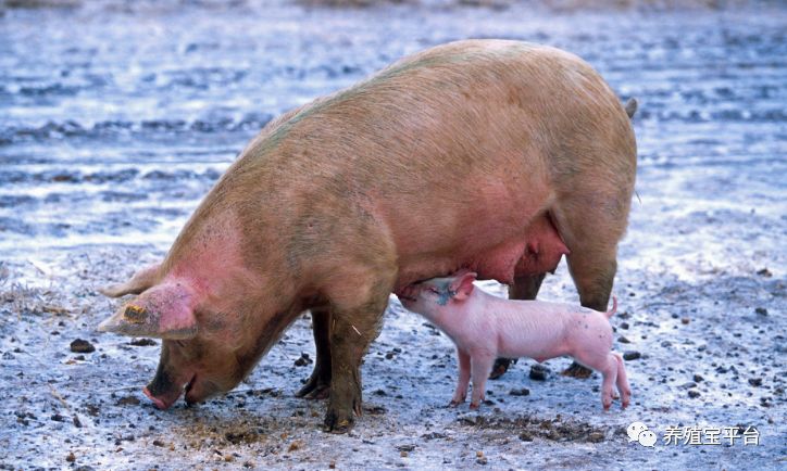 母猪该如何饲喂,母猪喂食方法和技巧