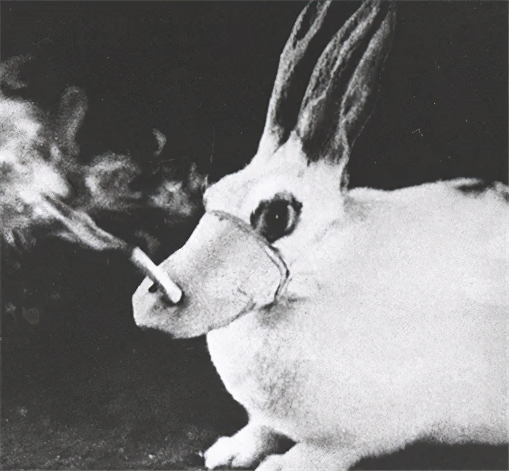 英国*草烟**商想证明香烟无害，每天给狗抽100支，3年后结果如何