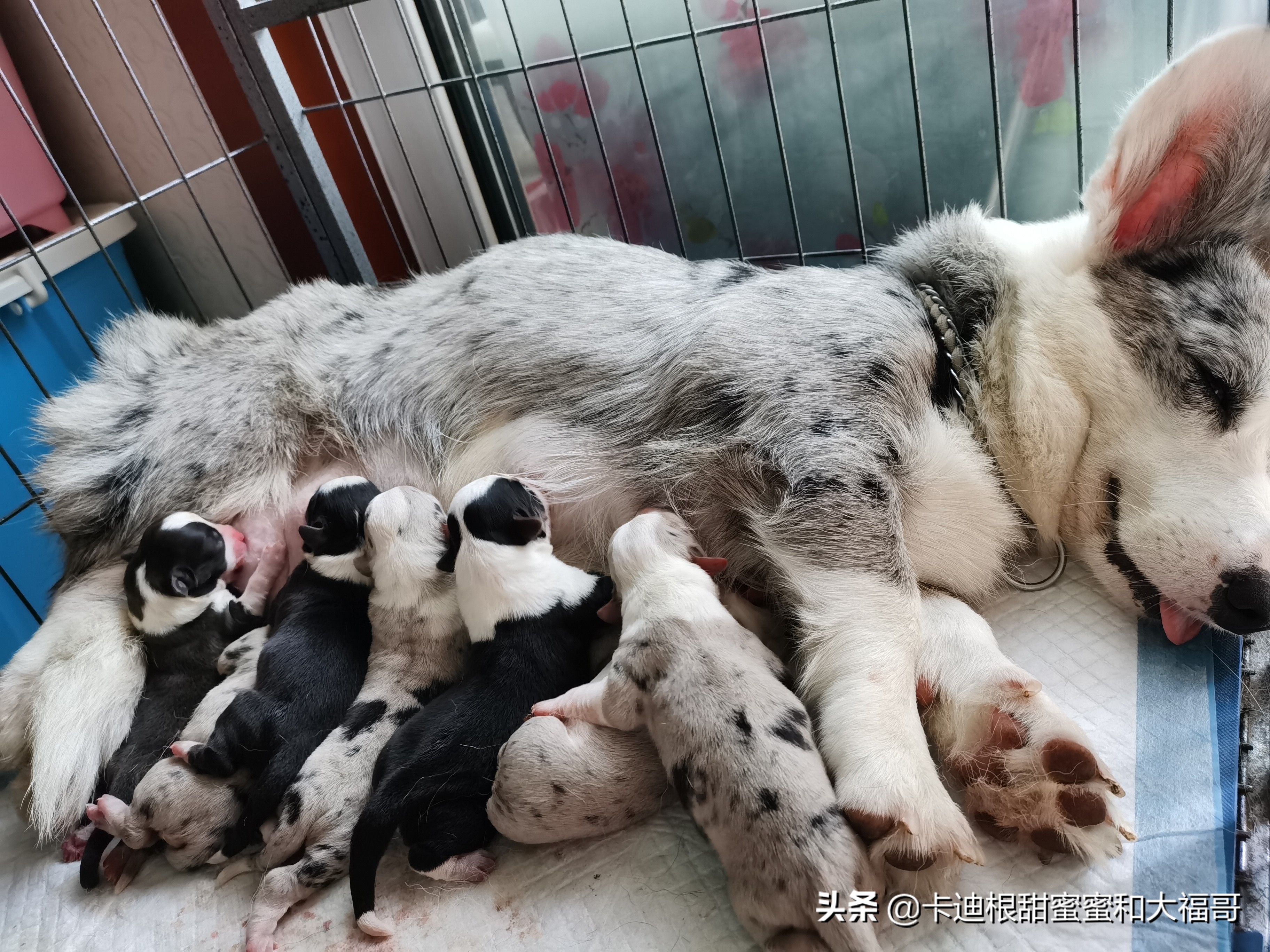 记录卡迪根柯基小甜妞第一次当妈妈：（一）疫情期间配种