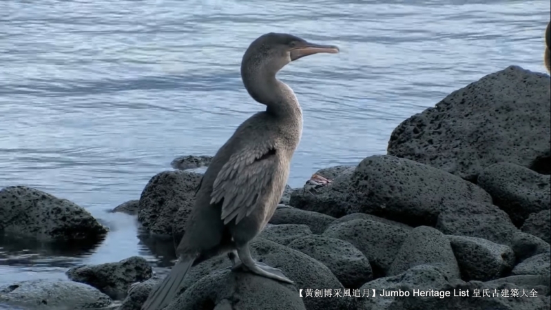 世界上最长寿的象龟多少岁,迄今发现最长寿的龟