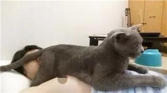 猫咪在电饭煲上拉臭臭，差点把铲屎官气晕在厕所