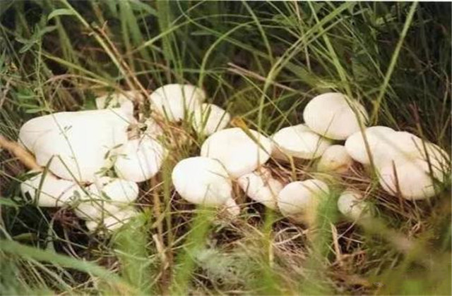 花脸香蘑的做法,野生花脸香蘑吃不完怎么保存