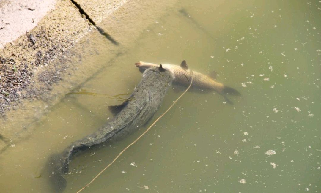 黑鱼有多危险,黑鱼为什么会保护自己的孩子