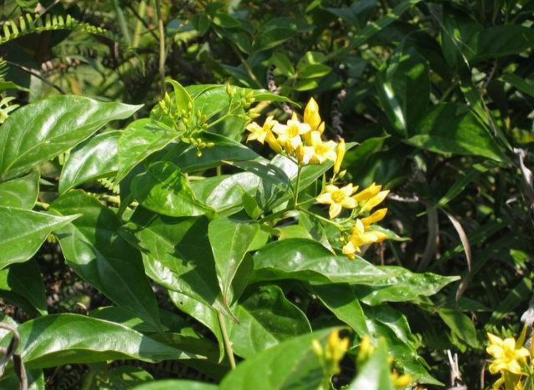 鎴峰涓嶈兘瑙︾鐨勬瘨鑺辨湁鍝簺,鍝簺姣掕姳涓嶈兘瑙︾