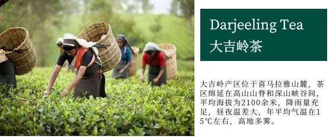 如火如荼|红茶界的F4，来啦