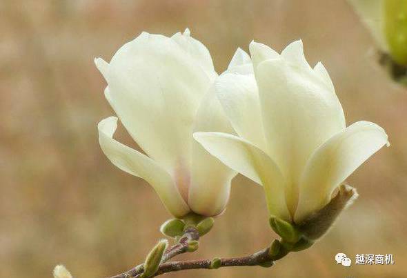 中国各大城市市花介绍,全国56市市花太美了的视频