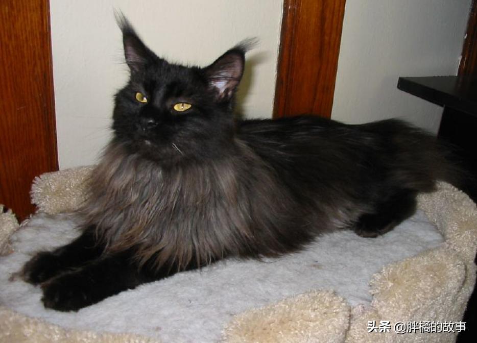 猫胡子越来越长是怎么回事 (猫的胡须变白了说明老了吗)