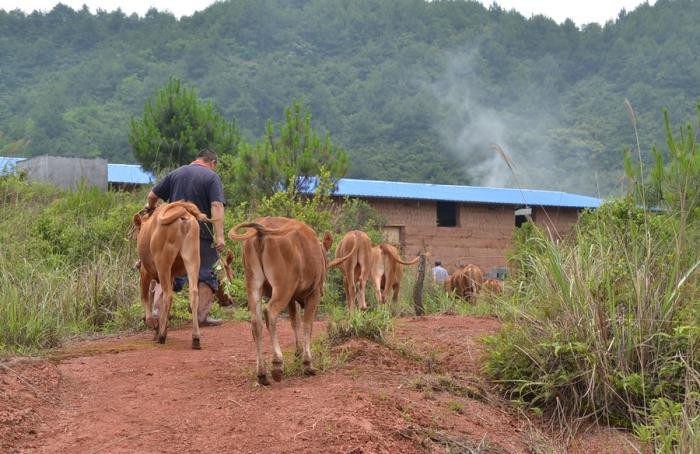 农村养牛最担心的是什么呢,为什么不建议种草养牛