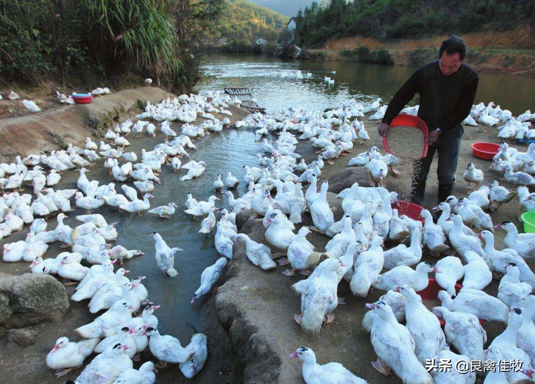 鸭预防程序,鸭的预防程序