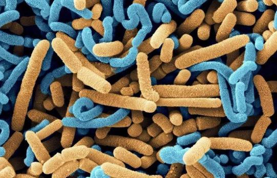 肺部感染抗生素用了影响吸收,肺部感染一般抗生素都耐药怎么办