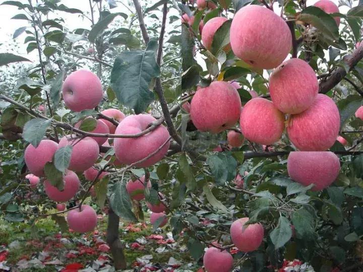 吃了这么多年的苹果竟然吃错了,好吃的苹果都有哪些品种