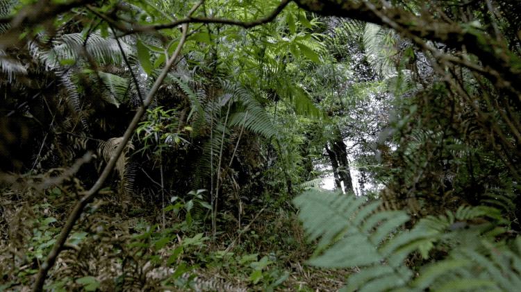 一群90后学霸，嚷嚷着要给它们找对象：自己单身不要紧