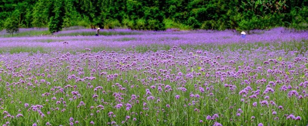 乐山市生态文明,庆祝新中国成立70周年特辑宣讲