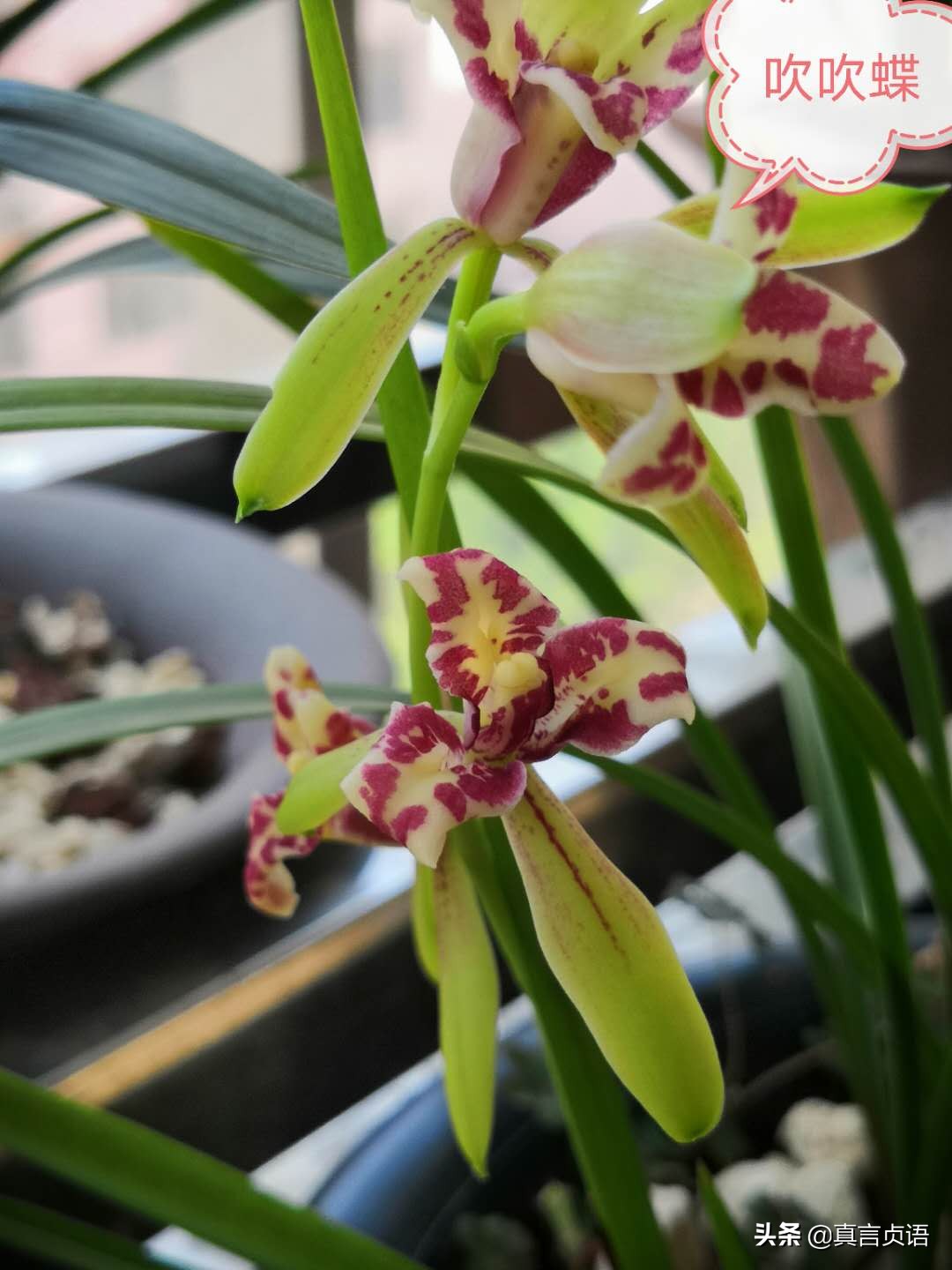 杨国文原创丨夏兰馨香漫