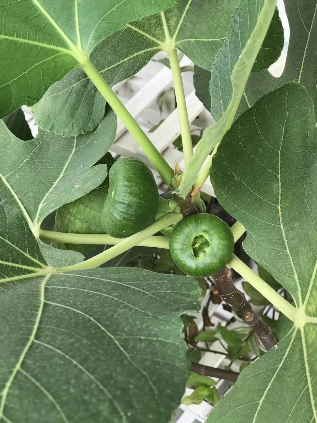 【秋色】一起逛青浦的校园,在书香中邂逅最美的秋