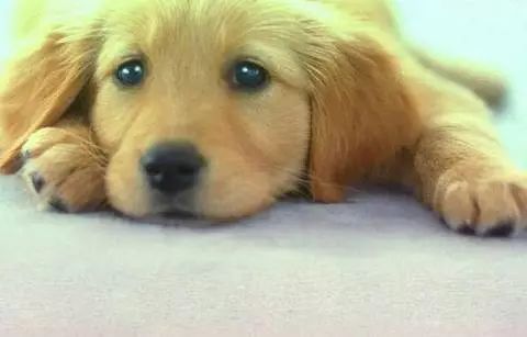 宠爱狗狗话语,宠爱里的狗狗都什么品种