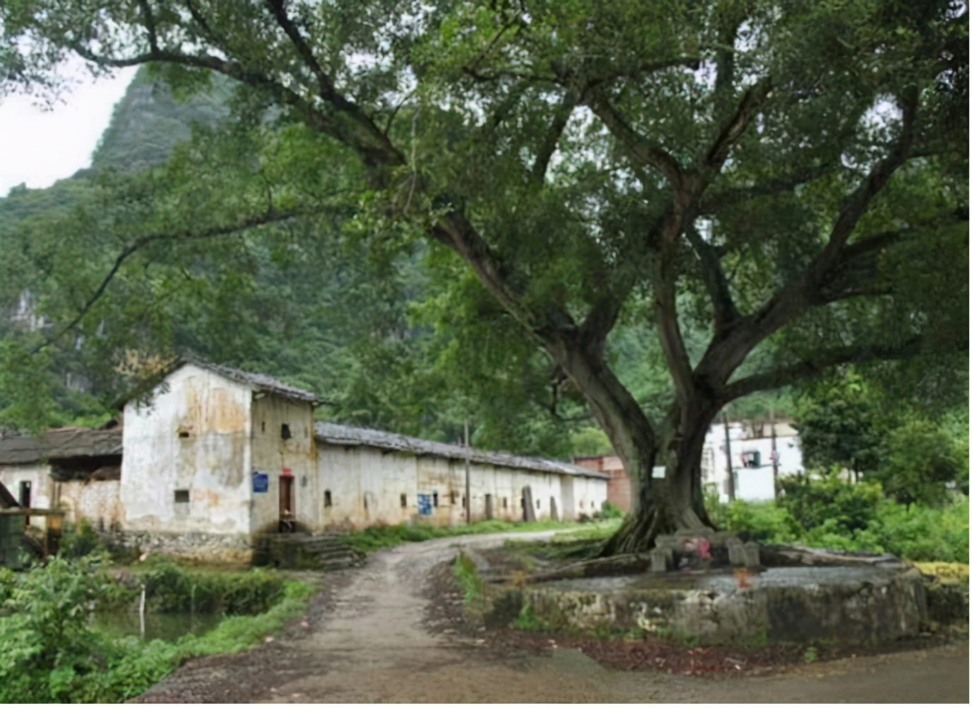 为什么树不能碰到机油,大树不能碰到机油吗