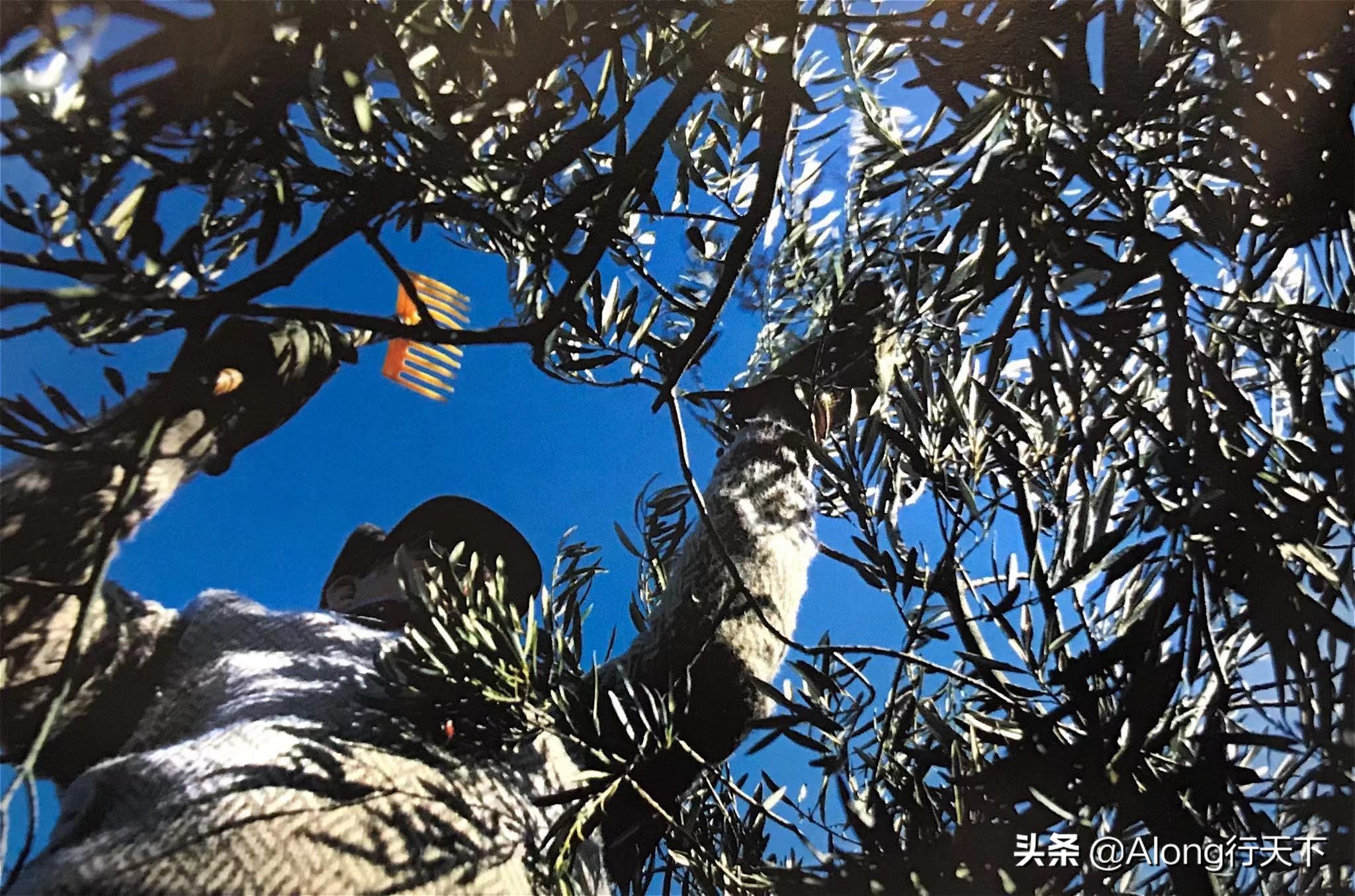 液体黄金橄榄油禁忌,液体黄金精油有哪些