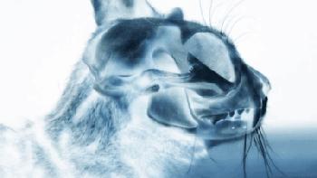 猫咪费洛蒙科普,费洛蒙为什么能缓解猫咪情绪