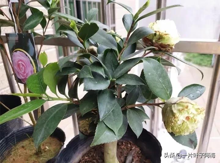 红花配绿叶才更显花的妩媚和娇贵,红花配绿叶什么花没有绿叶