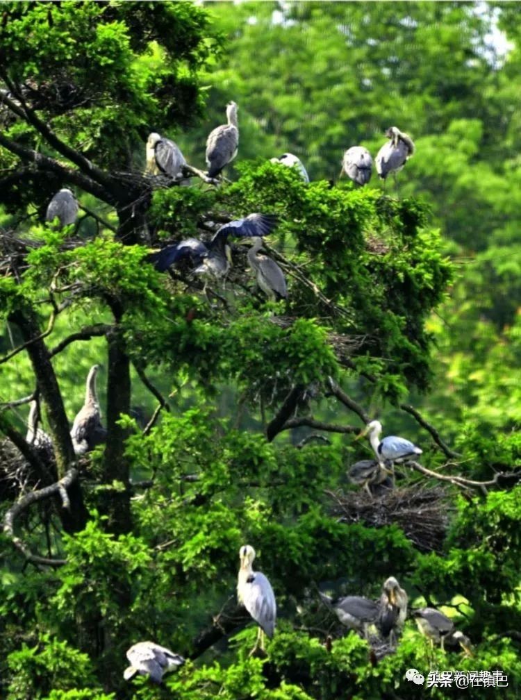 镇巴最美四月天——碾子