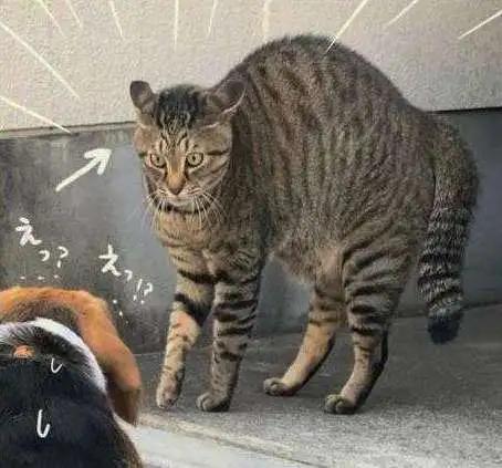 猫咪的胡须都有哪些功能,猫咪的胡须有什么有趣的地方