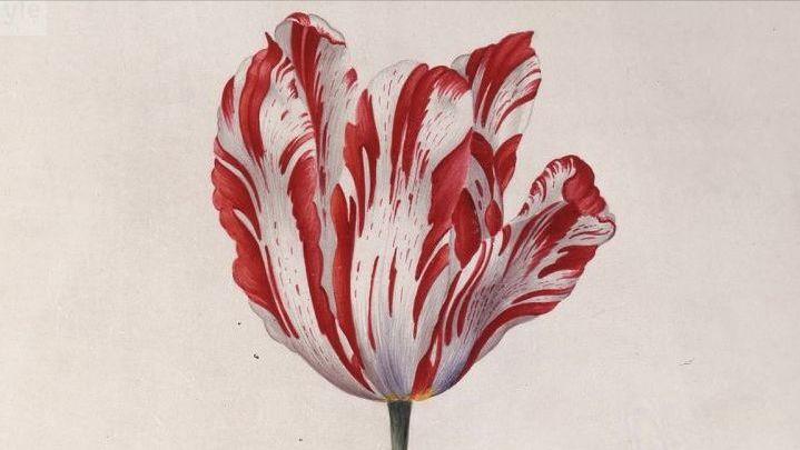 郁金香泡沫谁挣了钱,郁金香引发的金融泡沫