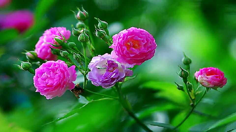 月季玫瑰蔷薇的果实,蔷薇玫瑰月季怎么分辨