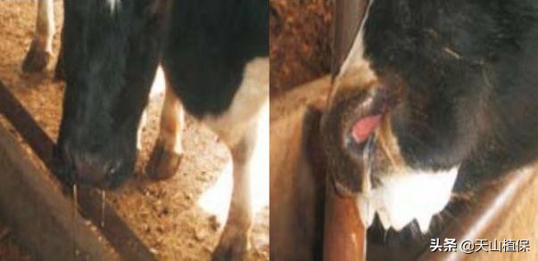 春季牛病,常见牛病防治方法大全图解