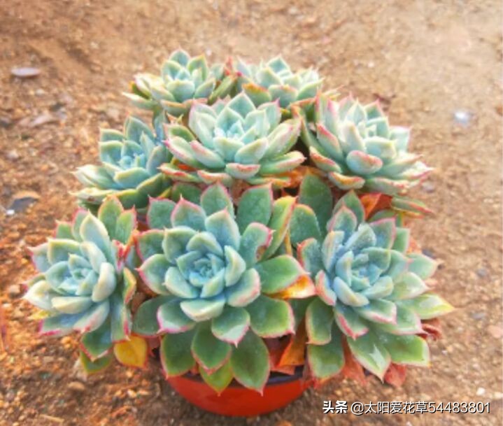 月亮仙子多肉不晒太阳可以吗,多肉月亮仙子能耐几度低温