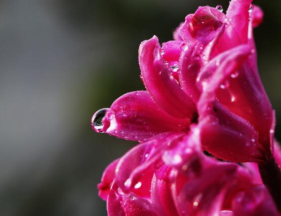 风信子发霉怎么快速消除,风信子根部发霉还能用啥补救