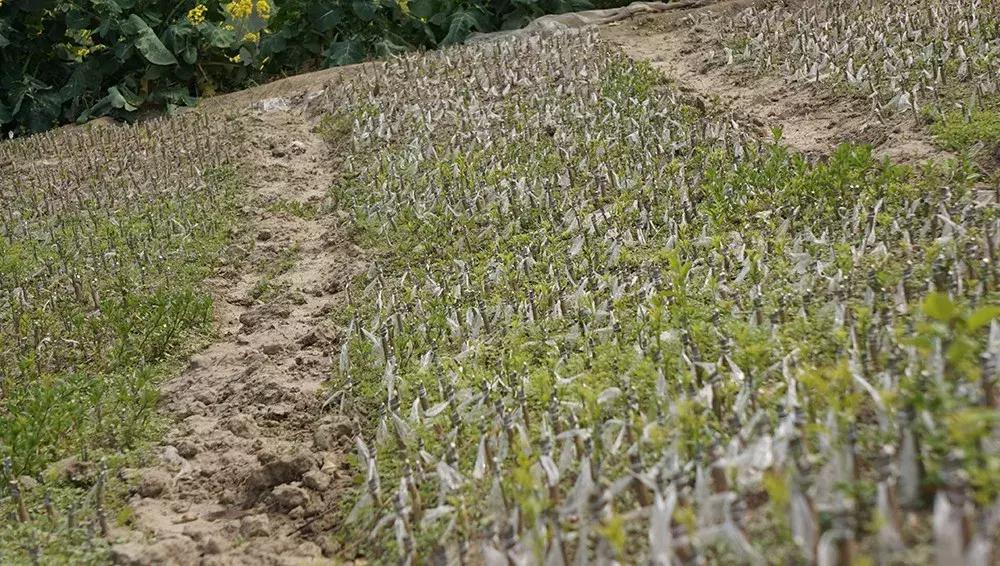 金秋砂糖桔砧木用什么好,香橙和枳壳砧木嫁接沃柑哪个更好