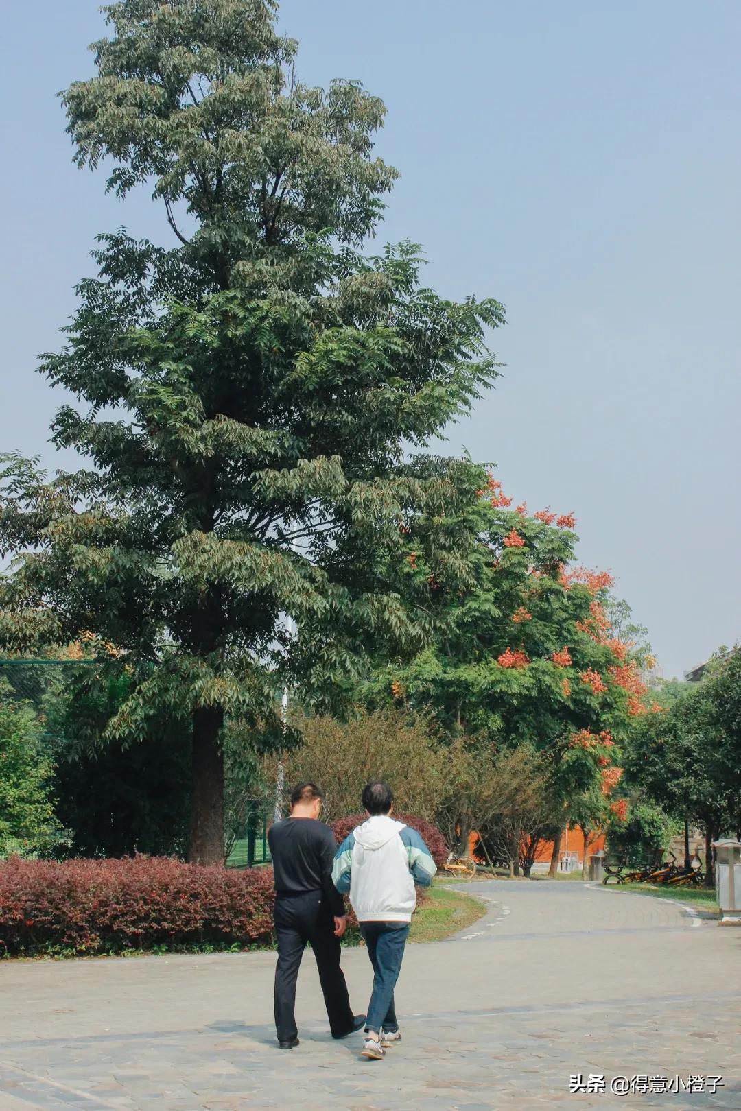 口袋公园有多少个,口袋公园一般多大面积