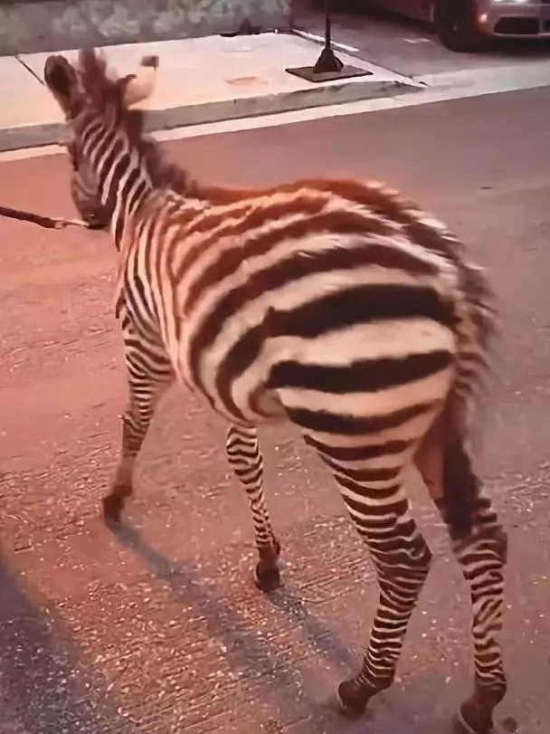 王诗龄戴的珠宝,王诗龄戴卡地亚手镯多少钱