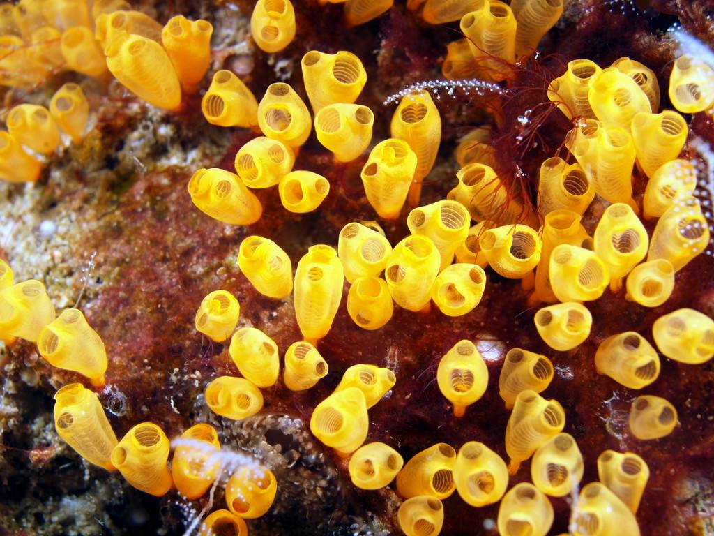 韩国人吃爆辣海鲜生吃八爪鱼,这种海鲜很美味为什么却无人问津