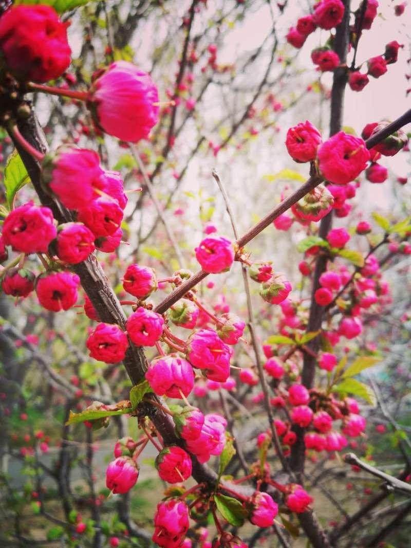 错嫁的女孩儿，如鲜花般，开到荼蘼花事了
