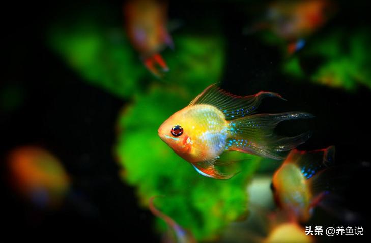 水族馆如何挑到好鱼,去水族店挑什么鱼比较好