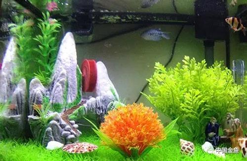 家庭金鱼养殖技术视频教程,家庭饲养金鱼攻略养鱼容器的选择