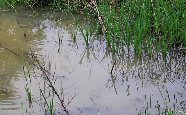野钓小杂鱼闹窝太严重,钓深水小杂鱼闹窝