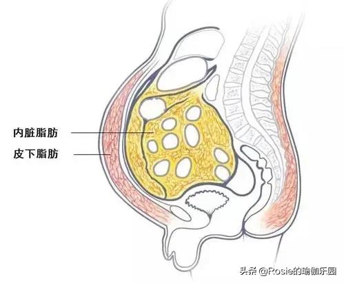 何穗谈陈伟霆理想型,陈伟霆何穗健身vlog