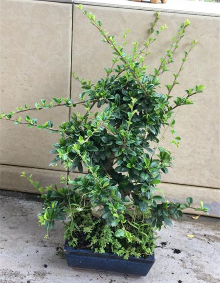 苹果盆景修剪技巧图解,新手也能学会的修剪盆景技巧