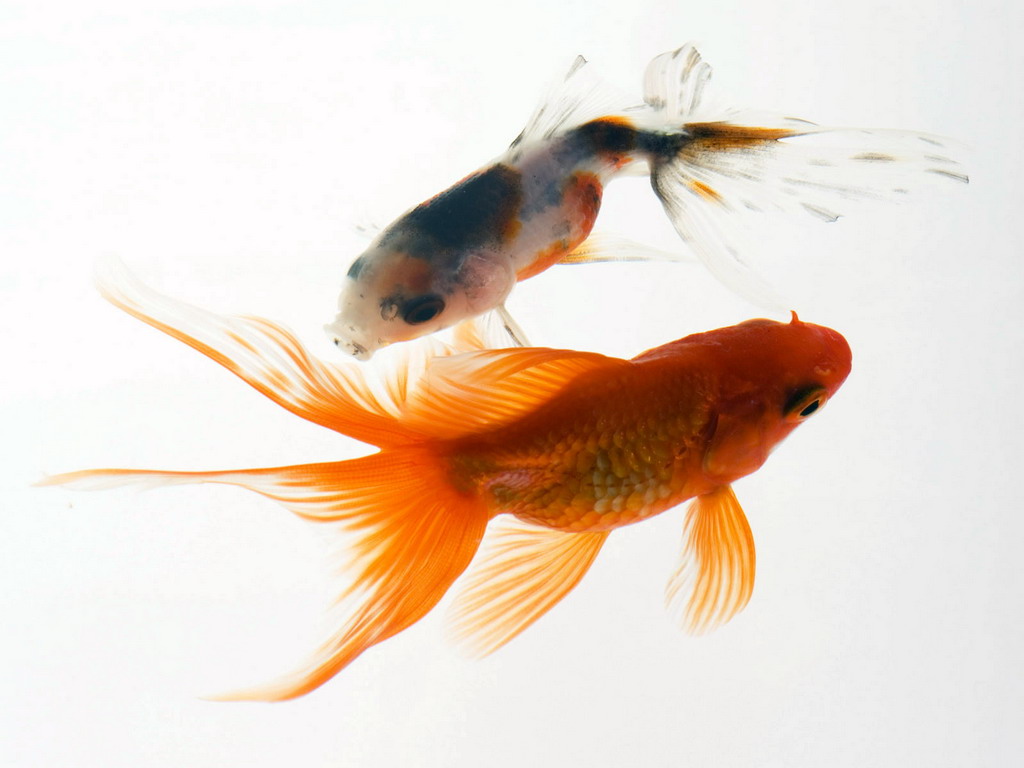 十大最好看的观赏鱼图片大全,十种最漂亮的观赏鱼图片