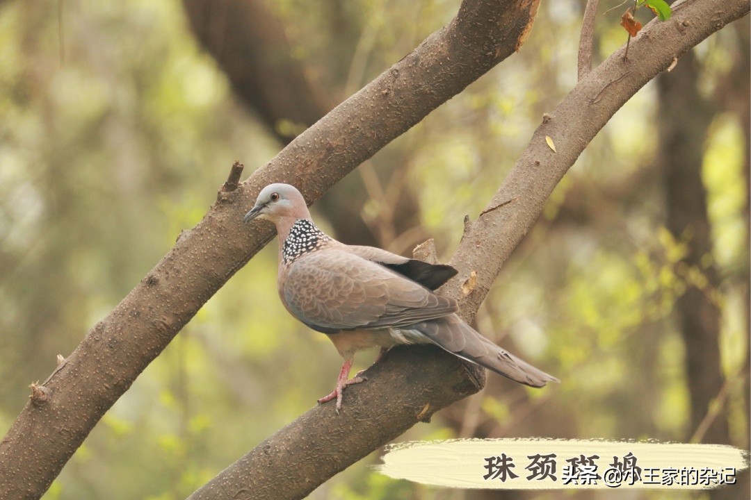 国际爱鸟日天桥岭,国际爱鸟日