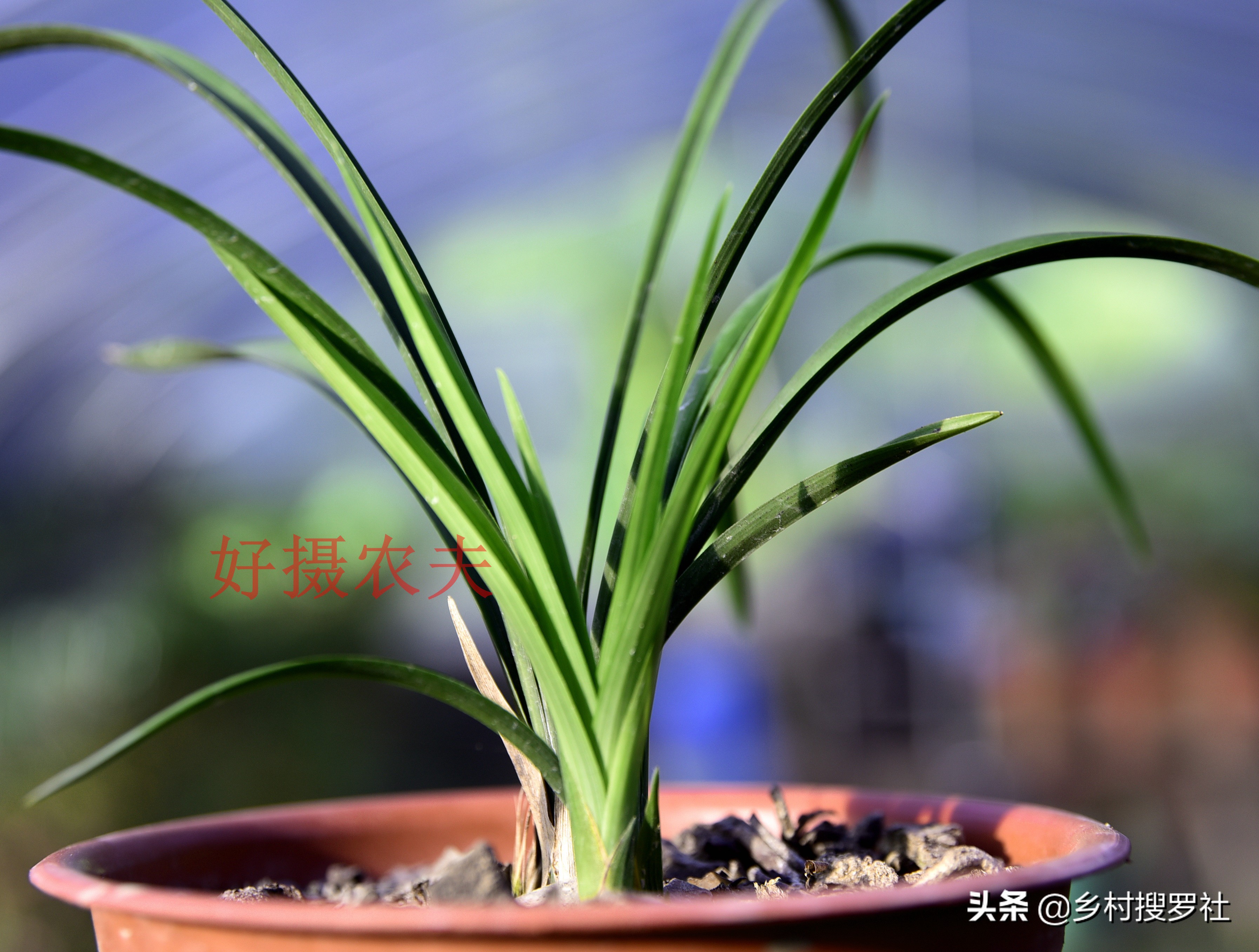 春兰芦头一般几个芽,春兰要怎么养花苞拔杆更高