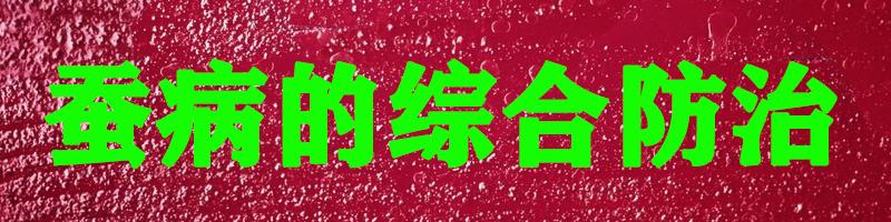 养蚕及蚕病防治知识,蚕脓病如何治疗