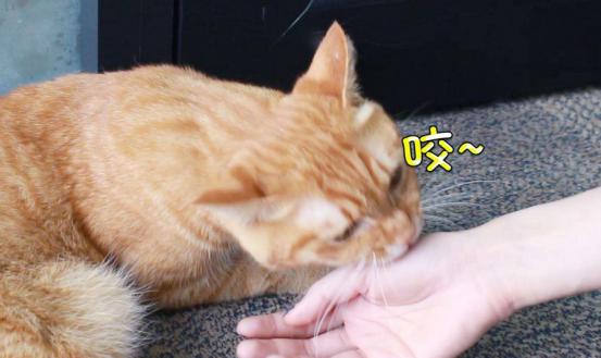 刚到家的小猫咪挠东西怎么办啊,新到家猫咪抓挠床怎么办